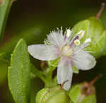 Licorice weed